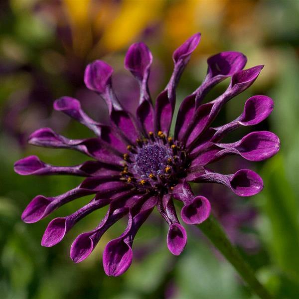 Osteospermum Flower Power 'Spider Purple' (African Daisy) | Forget Me Not Nursery | Indian, Alaska